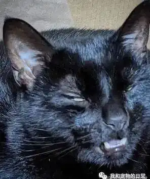 主人的绘画天分,成功的让爱猫成为百变怪