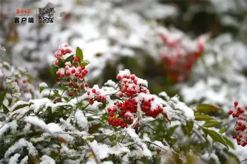 不biao你今年冬天会偏冷