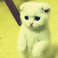 两只小动物情侣头像呆萌微信头像图片大全