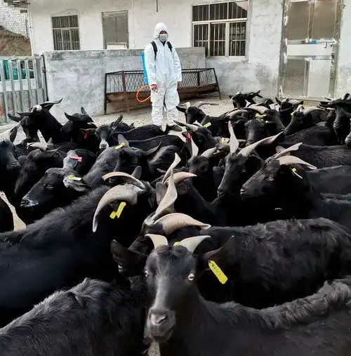 防控生产两手抓抗疫养羊两不误毕节市威宁自治县养殖业全力防控疫情科学有序复工复产纪实