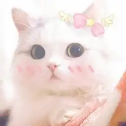 最萌猫咪微信图像27