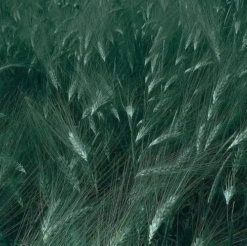 朋友圈背景图8.13