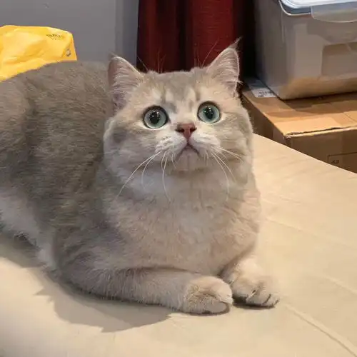 蓝金渐层找小母猫