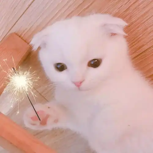 萌宠可爱头像卡通猫街
