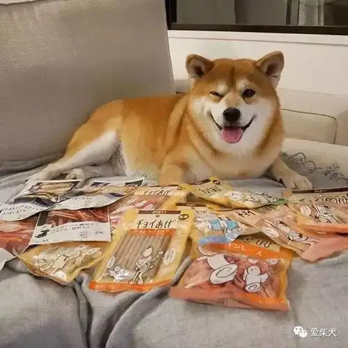 蠢萌又暖心它的笑容承包了我今年的头像