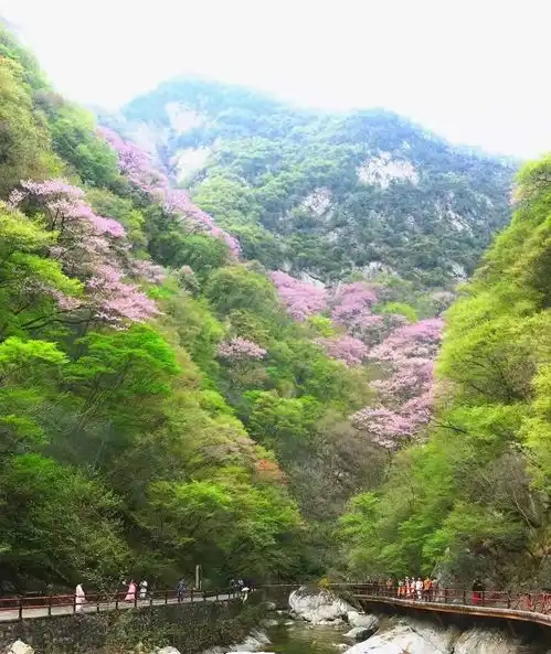 太平国家森林公园紫荆花季苏宁一加看太平抖音大赛赏紫荆