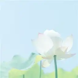 qq唯美头像唯美头像图片大全qq女生唯美头像腾牛个性网