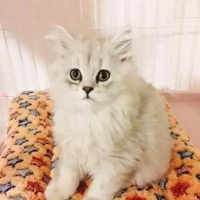 未挂铭牌,宠物猫被当成流浪猫处理,谁担责