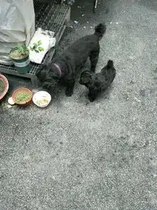 小奶狗在路边饿的直发抖,第二天狗妈妈找上了门,女孩一脸懵圈