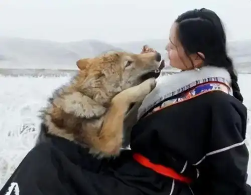 回顾女孩把狼当儿子养,卖房送它重返狼群,如今怎么样了