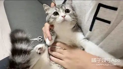 最可爱养成系小猫麻薯丸是如何成为顶流的还打破了世界纪录
