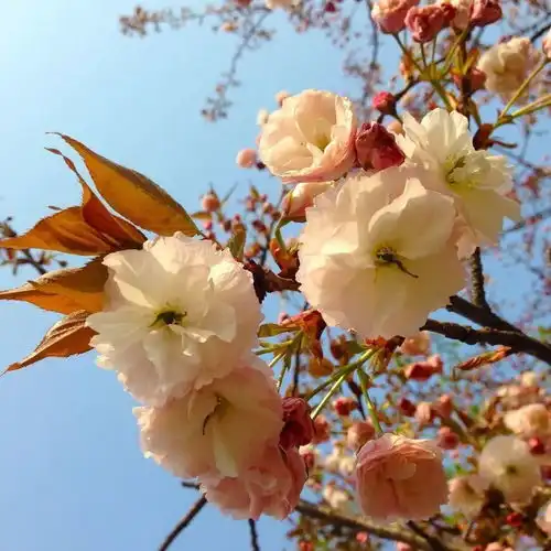 2021顾村公园新增3处樱花打卡点,就在园内......