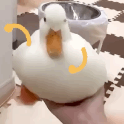 给动物画手系列表情包