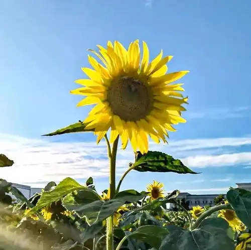 我与葵花共向阳手机摄影大赛获奖作品展