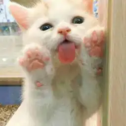 跪求另一张图片