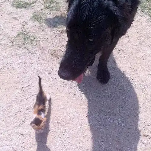 黑色的金毛犬你见过没