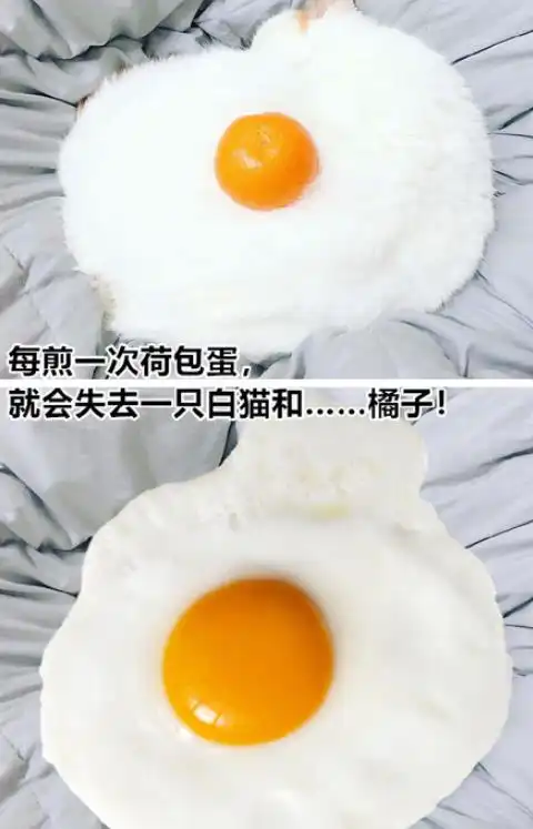 每吃一次烤鸡,就会失去一只橘猫,网友没有买卖就没有杀害