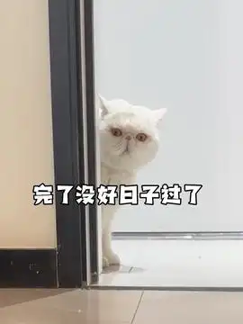 奶奶遭遇车祸摔伤猫咪的迷惑行为抖音创作季萌宠出道计划治愈世界治愈你治愈系