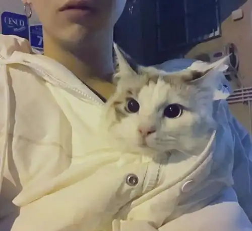 原来男生养猫这么加分,难怪讨女生喜欢