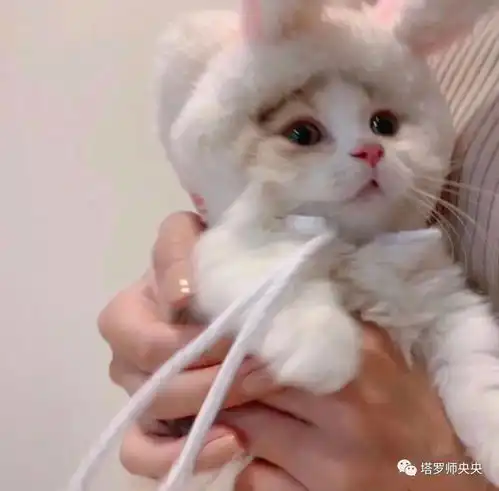 塔罗牌占卜你未来的另一半是怎样的呢