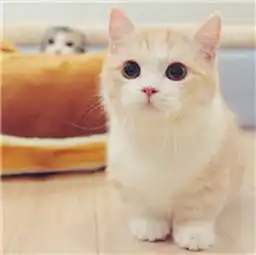 猫咪头像女生