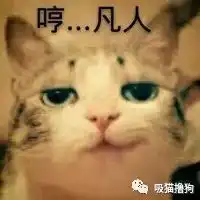 我把你当主子,你却要抢我女朋友从未见过如此像狗的猫黏完自个儿小女友,还来黏我女朋友...