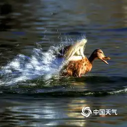 北京玉渊潭公园鸳鸯戏水迎春来