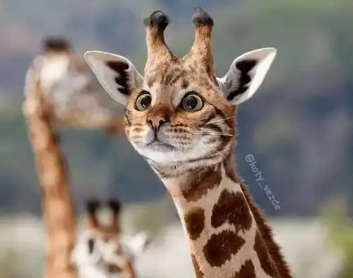 成都七中国际部普高背后的国际灵魂