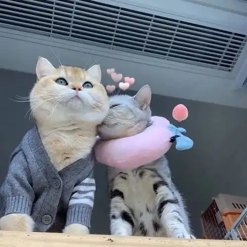 如何温柔地表达我想你了头像