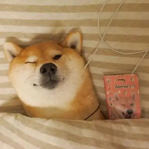 你的被窝已经被我占领