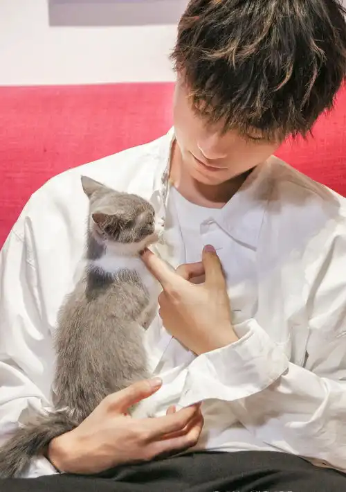 猫系少年王俊凯上线,粉丝我一直对自己说不能羡慕一只猫