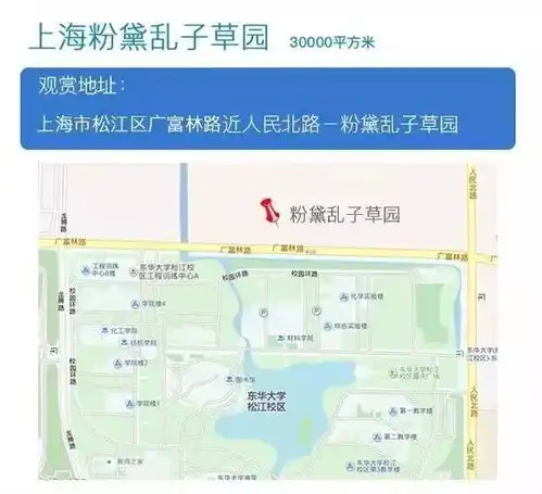 少女心爆棚,草届网红粉黛乱子草卷土重来,上海人约起来啦