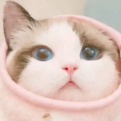 猫系女友鉴定指南,看是不是符合以下5种之一