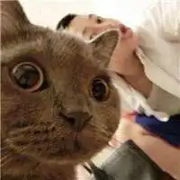 两个人抱猫的情侣头像微信头像图片大全