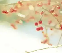 唯美风景图片大全微信头像图片大全