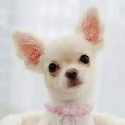 萌系头像敲可爱