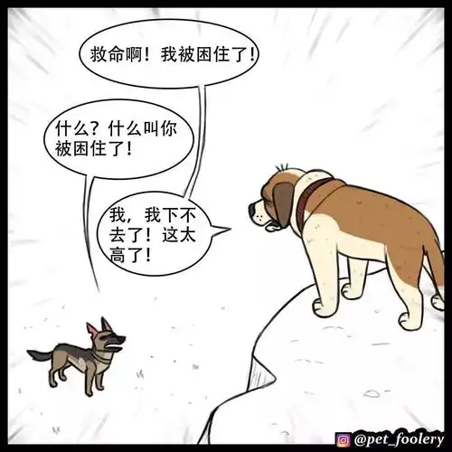 搞笑漫画流浪狗和猫咪的事故