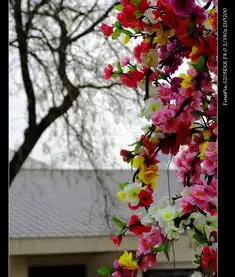 玉渊潭樱花节系列