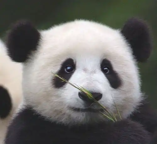 爹系男友动物头像二进制