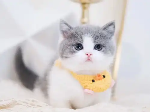 超萌治愈系小奶猫壁纸头