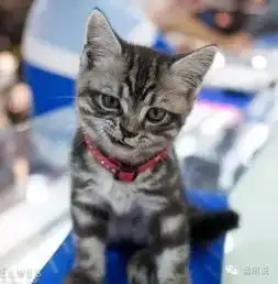 每日一蠢萌有胸了不起啊我家喵主子也有的