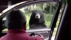 养成系猫咪视频小猫咪