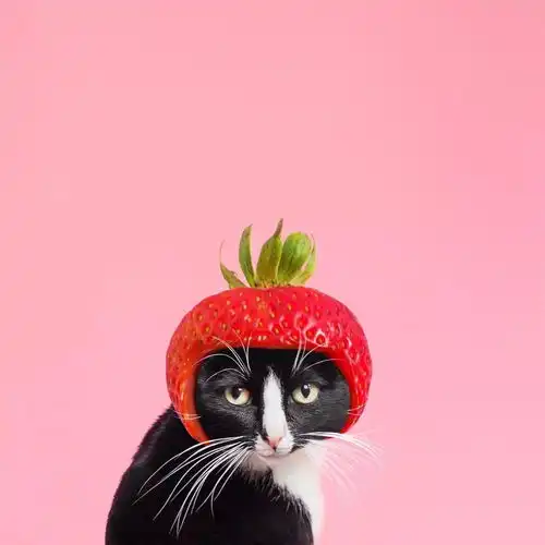 每张照片5000个赞你的新头像来了,就问你吸不吸