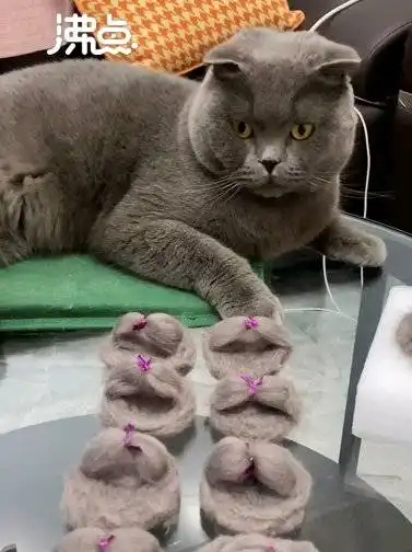 主人攒半年猫毛做4双拖鞋给猫咪穿就地取材自产自用
