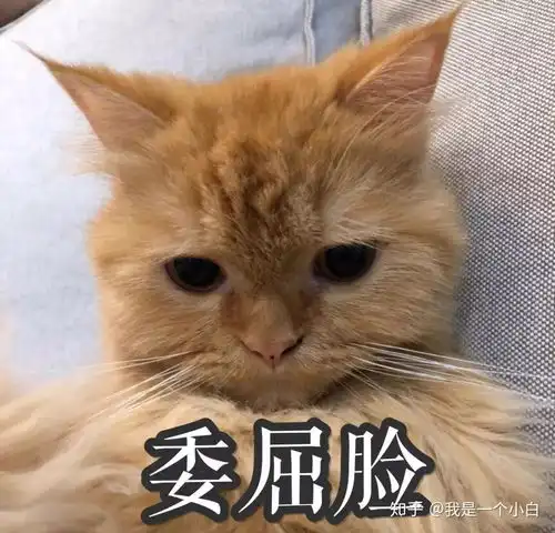 普吉岛的这间客栈里竟然有14只猫美女老板为了它们不惜卖掉自己的公寓