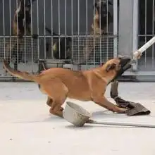 2019出售宠物价格报价出售宠物批发第4页黄页88宠物网