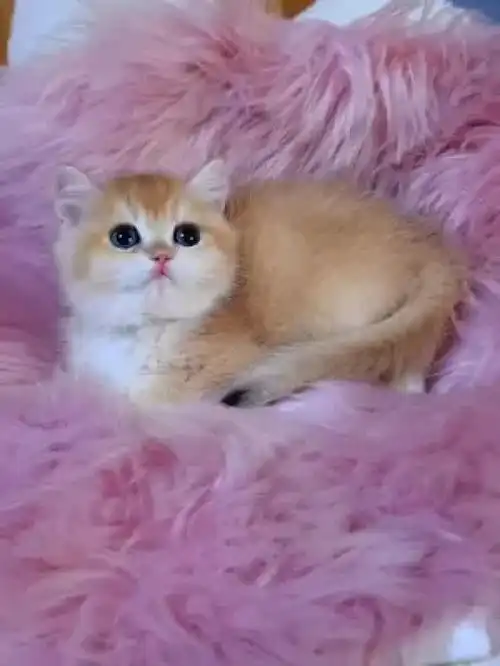 金渐层12色妹妹繁育级金小奶猫金渐层可爱到爆炸被你萌化了这么可爱的小猫咪