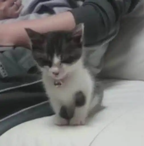 小奶猫累了困了就钻进主人怀里睡觉,网友被萌一脸