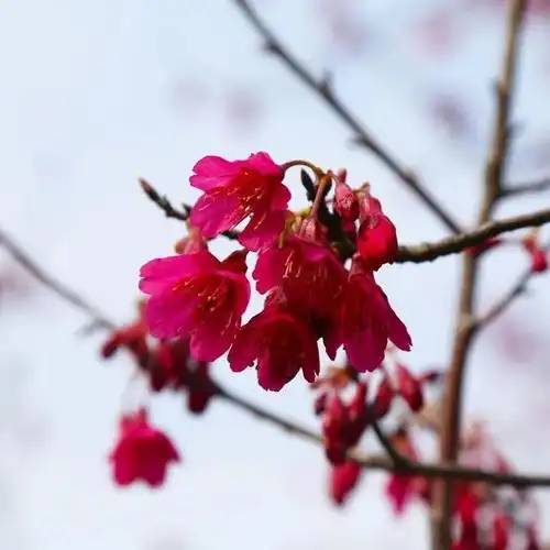 粉红色的回忆重现宝山,顾村公园第一朵樱花开了