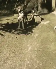 男子将哈士奇拴在石敦上,五分钟后看到这幕,男子傻狗,回来因为